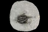 Devil Horned Cyphaspis Walteri Trilobite #89492-2